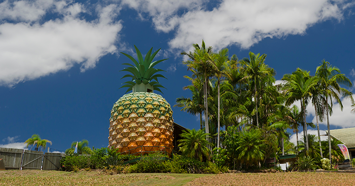 649d0ef5f5c7aa41f59a193e_big_20pineapple_20nambour_20700x367
